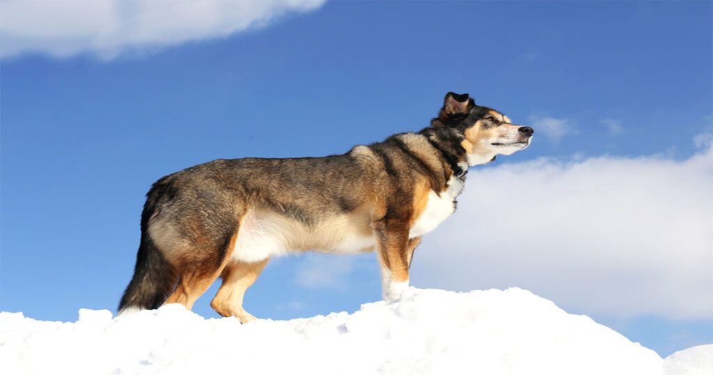 German Shepherds and Snow - The Natural Instincts