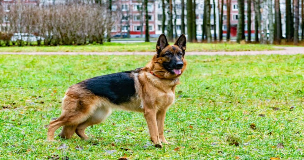 Common Growth Issues in German Shepherds