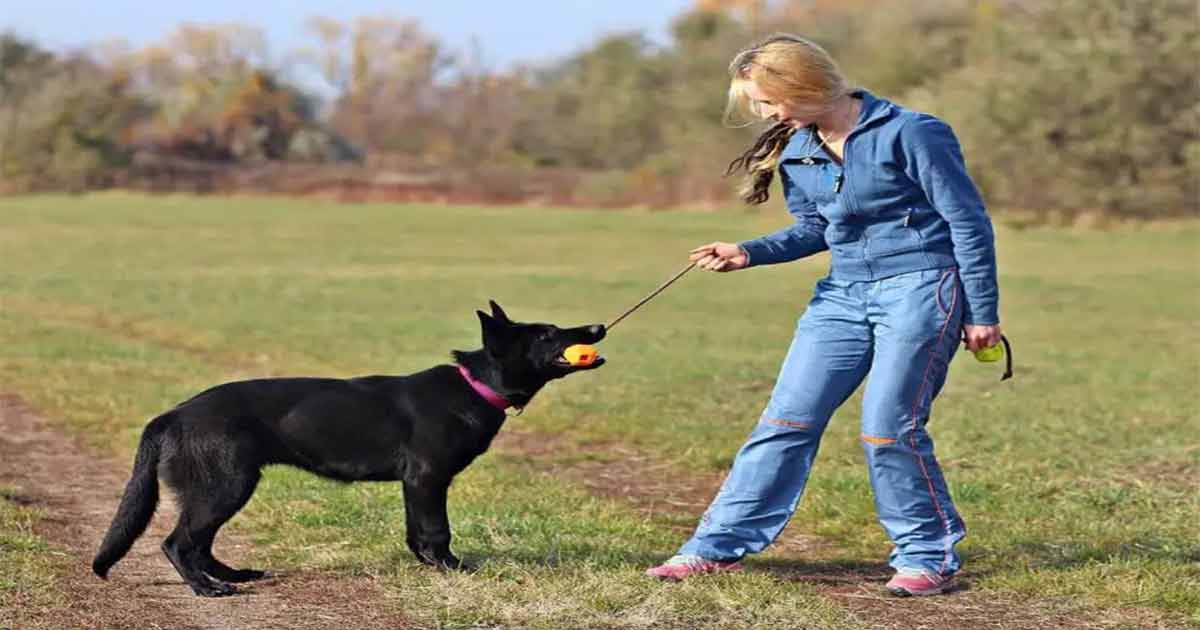 How Long Should I Walk My German Shepherd Puppy