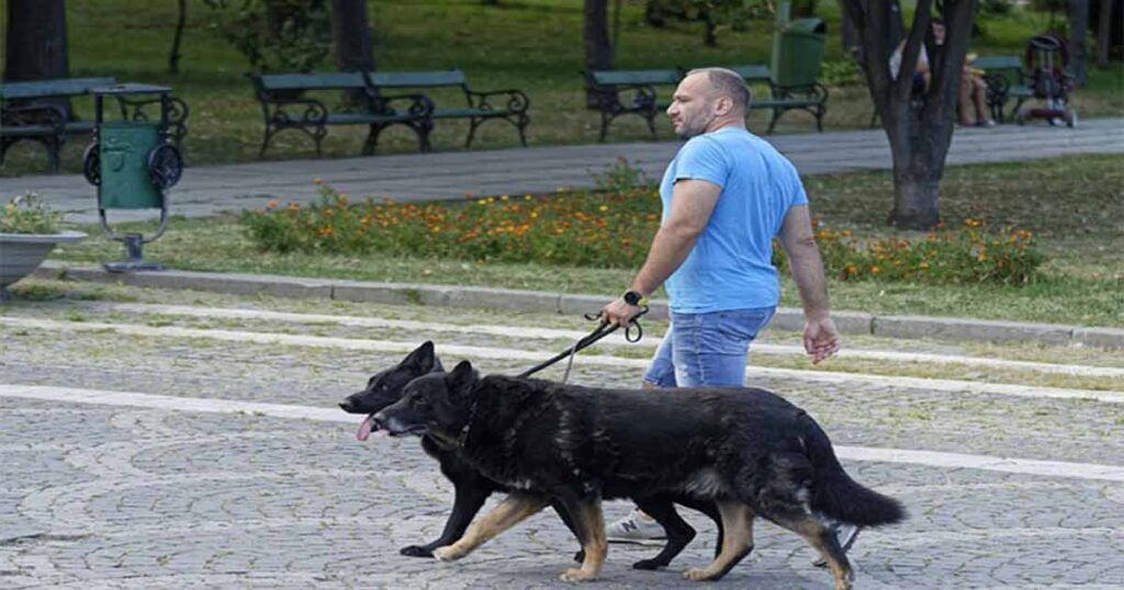How to Properly Walk My German Shepherd Puppy