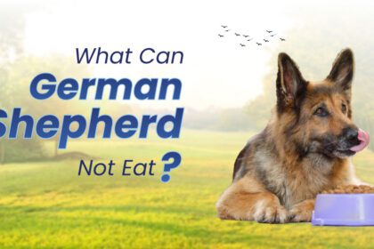What Can German Shepherds Not Eat