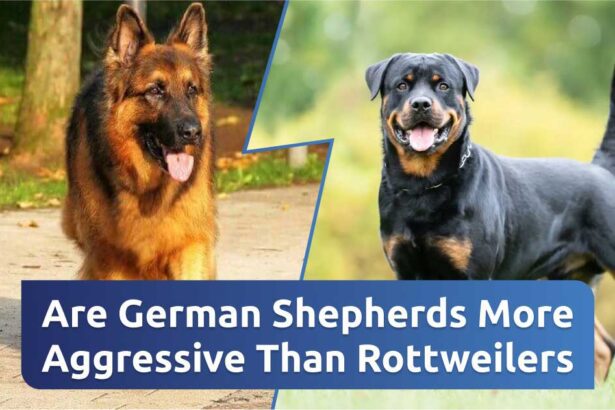 Are German Shepherds More Aggressive Than Rottweilers
