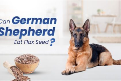 Can German Shepherds Eat Flax Seed?