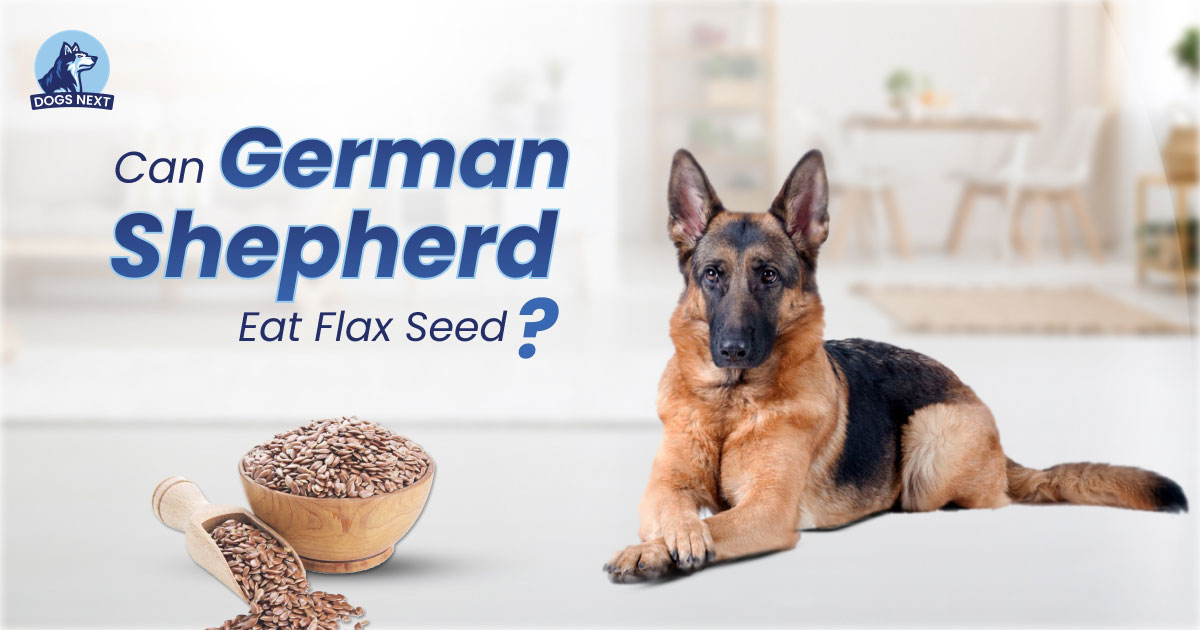 Can German Shepherds Eat Flax Seed?