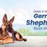 Does Neutering a German Shepherd Stunt Growth