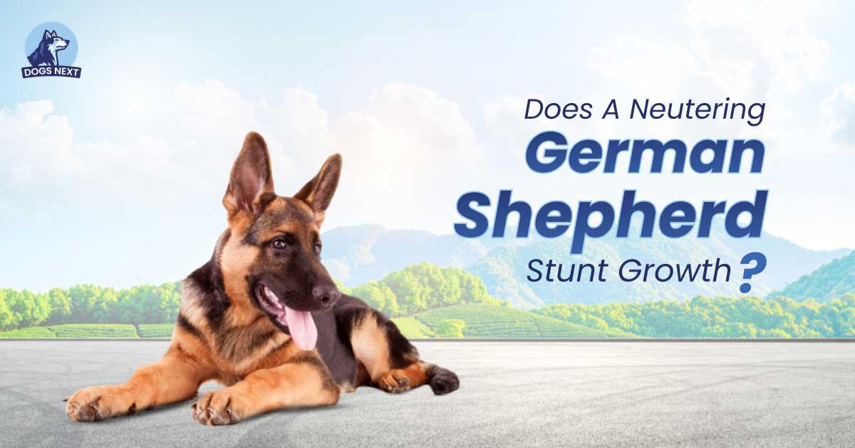 Does Neutering a German Shepherd Stunt Growth