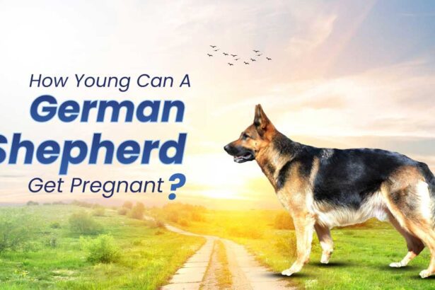 German Shepherd Get Pregnant