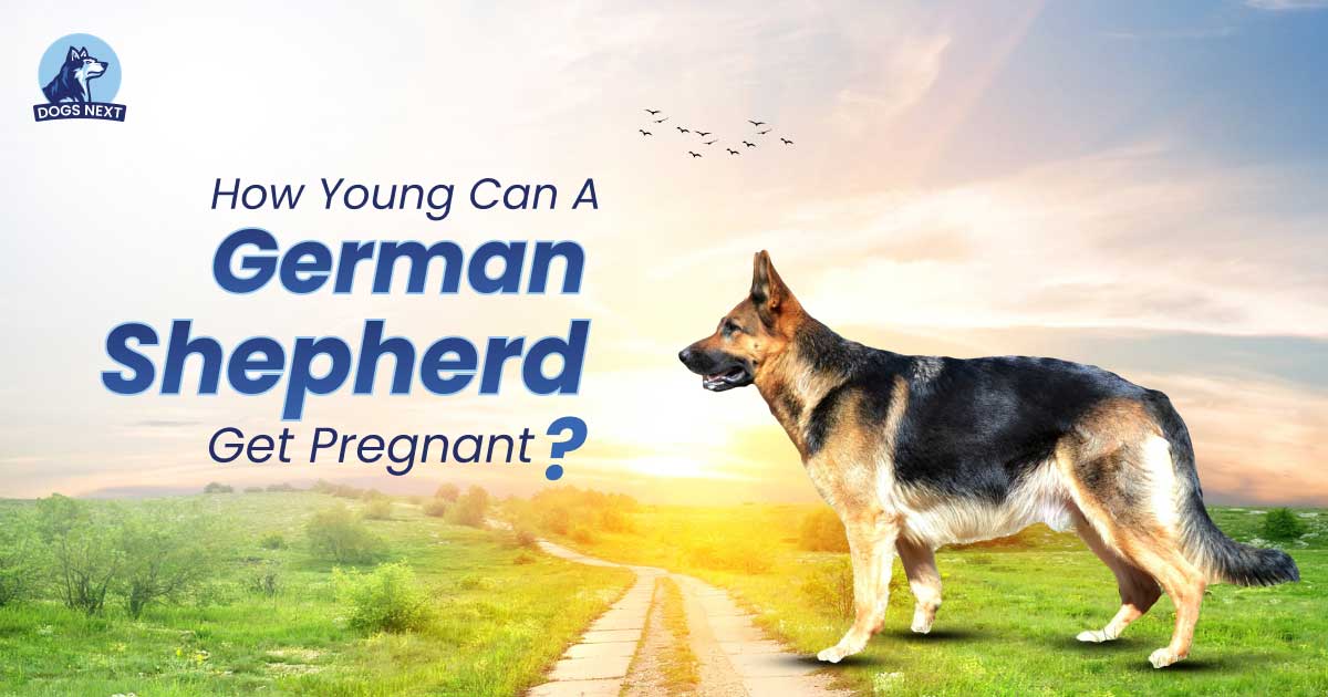 German Shepherd Get Pregnant