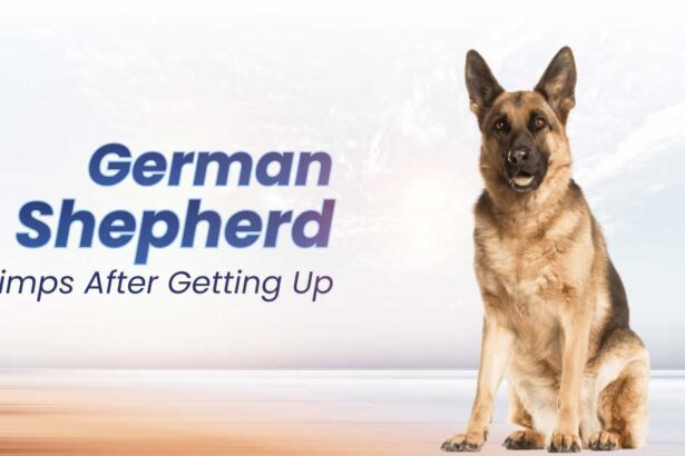 German Shepherd Limps After Getting Up