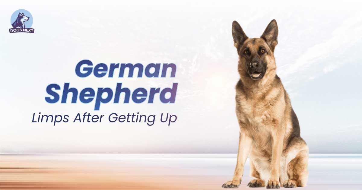 German Shepherd Limps After Getting Up