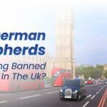German Shepherds Getting Banned in the UK
