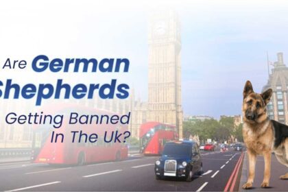 German Shepherds Getting Banned in the UK