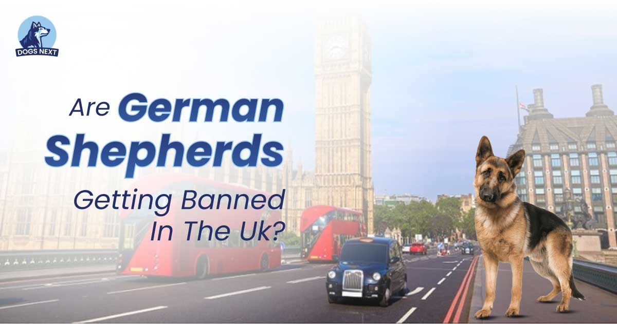 German Shepherds Getting Banned in the UK