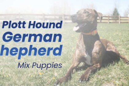 Plott Hound German Shepherd Mix Puppies