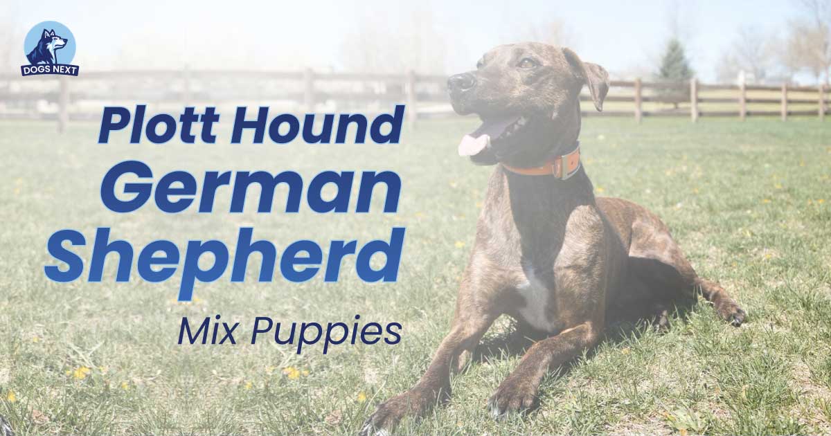 Plott Hound German Shepherd Mix Puppies