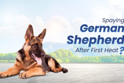 Spaying German Shepherd After First Heat