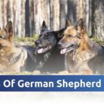 Types of German Shepherd Coats