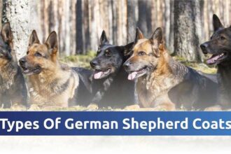 Types of German Shepherd Coats