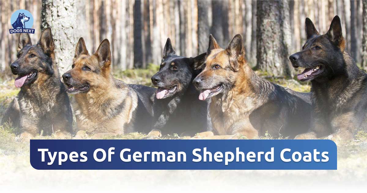 Types of German Shepherd Coats