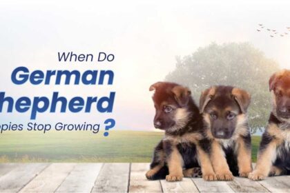 When Do German Shepherd Puppies Stop Growing