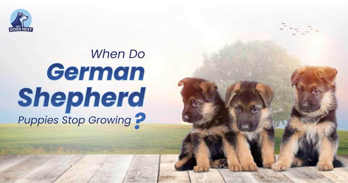 When Do German Shepherd Puppies Stop Growing