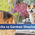 Akita Vs German Shepherd