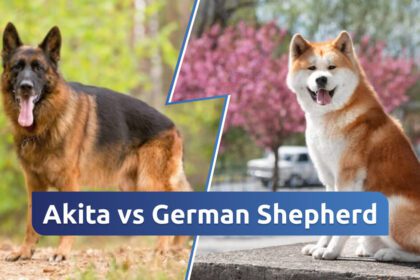Akita Vs German Shepherd