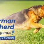 Are German Shepherds Dangerous