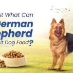 What Age Can German Shepherds Switch to Adult Food