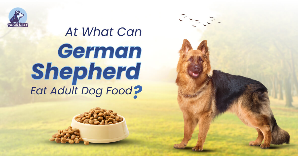 What Age Can German Shepherds Switch to Adult Food