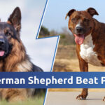 Can German Shepherd Beat Pitbull?