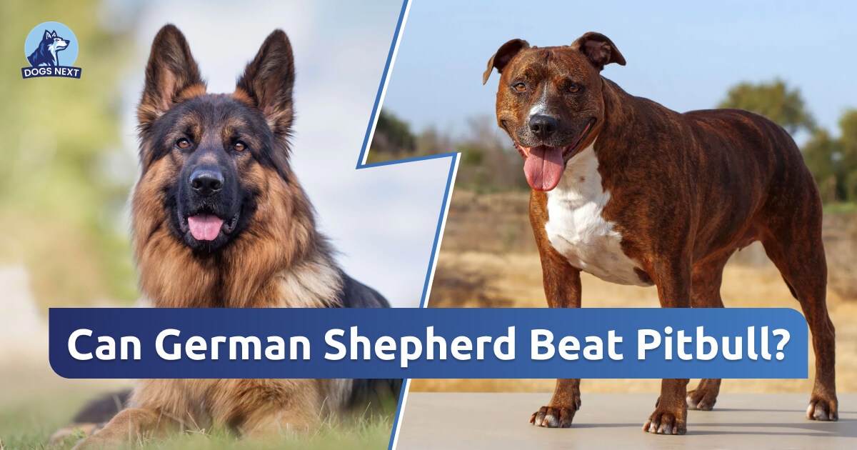 Can German Shepherd Beat Pitbull?