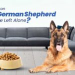 can-german-shepherd-eat-adult-dog-food