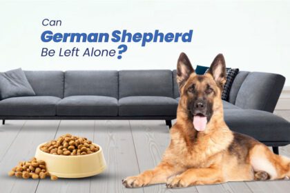 can-german-shepherd-eat-adult-dog-food