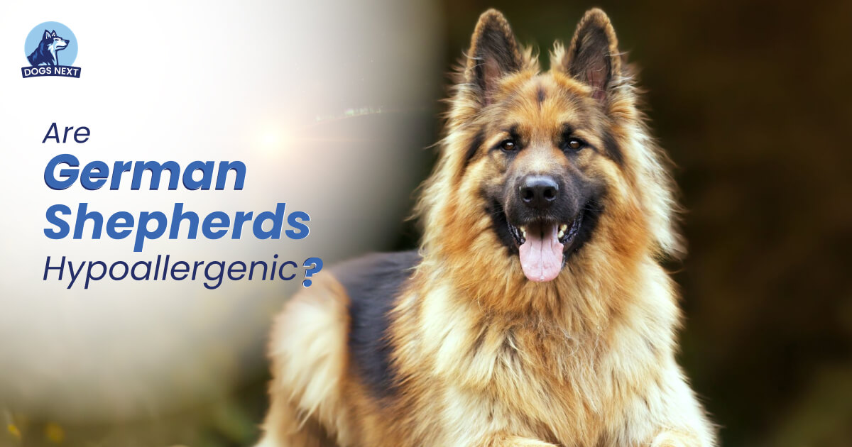 German Shepherds Hypoallergenic