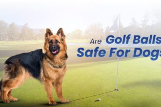 Golf Balls Safe for Dogs