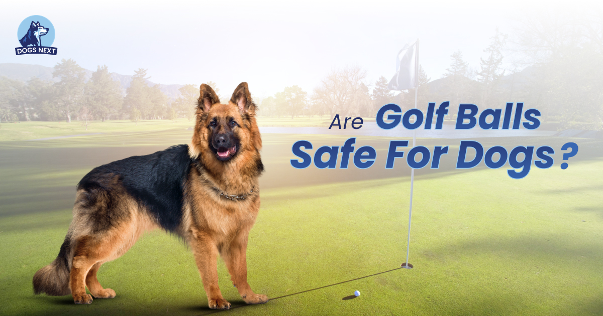 Golf Balls Safe for Dogs