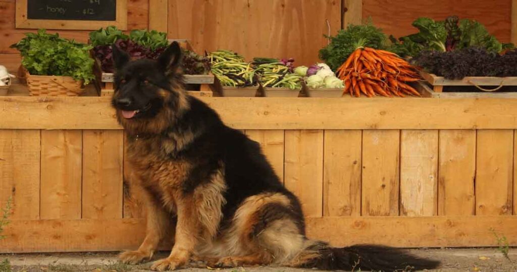 Alternative Healthy Treats For German Shepherds