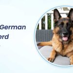 Brown German Shepherd Names