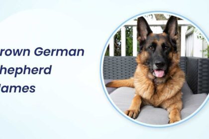 Brown German Shepherd Names