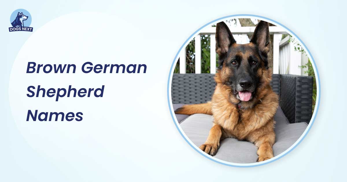 Brown German Shepherd Names