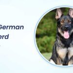 Sable German Shepherd Names