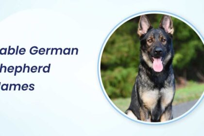 Sable German Shepherd Names