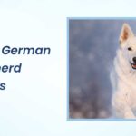 White German Shepherd Names