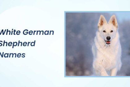 White German Shepherd Names