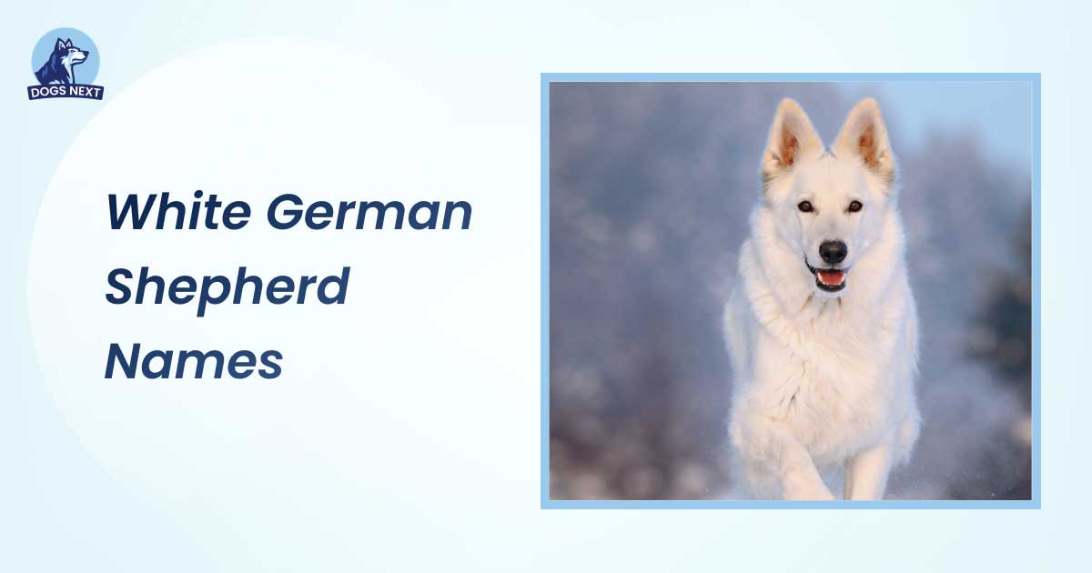 White German Shepherd Names