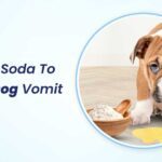 Baking Soda to Make Dog Vomit