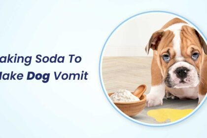 Baking Soda to Make Dog Vomit