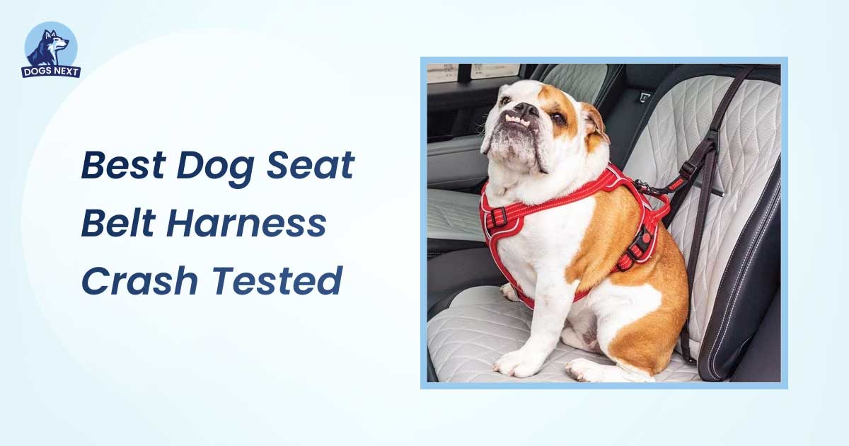 Best Dog Seat Belt Harness Crash Tested