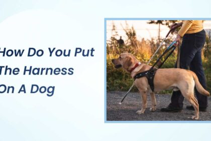 How Do You Put the Harness on a Dog